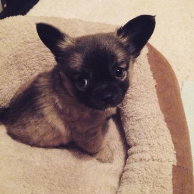 Archie_Pomchi's profile picture. life of an office dog...