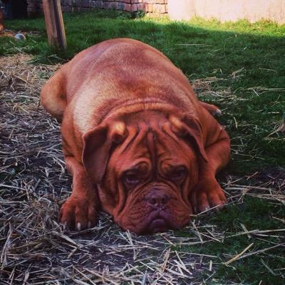 Im the big Dogue on campus.What I lack in balls,I make up for in slobbery chops.Love sofa time with the humans #woofwoof