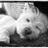 GWestie's profile image
