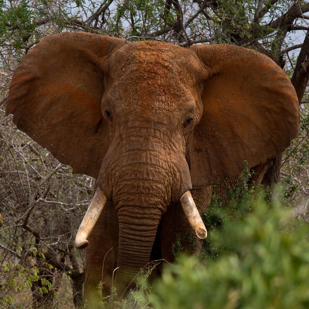 The best online source for stories, data and debate on the illegal wildlife trade. Website launching soon. Follow developments here first. Editor is @MikePflanz