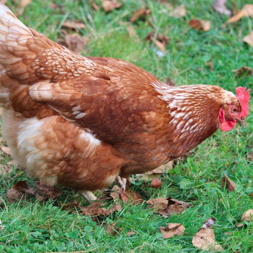 Homestead in West Virginia growing organic vegetables and living off the land.