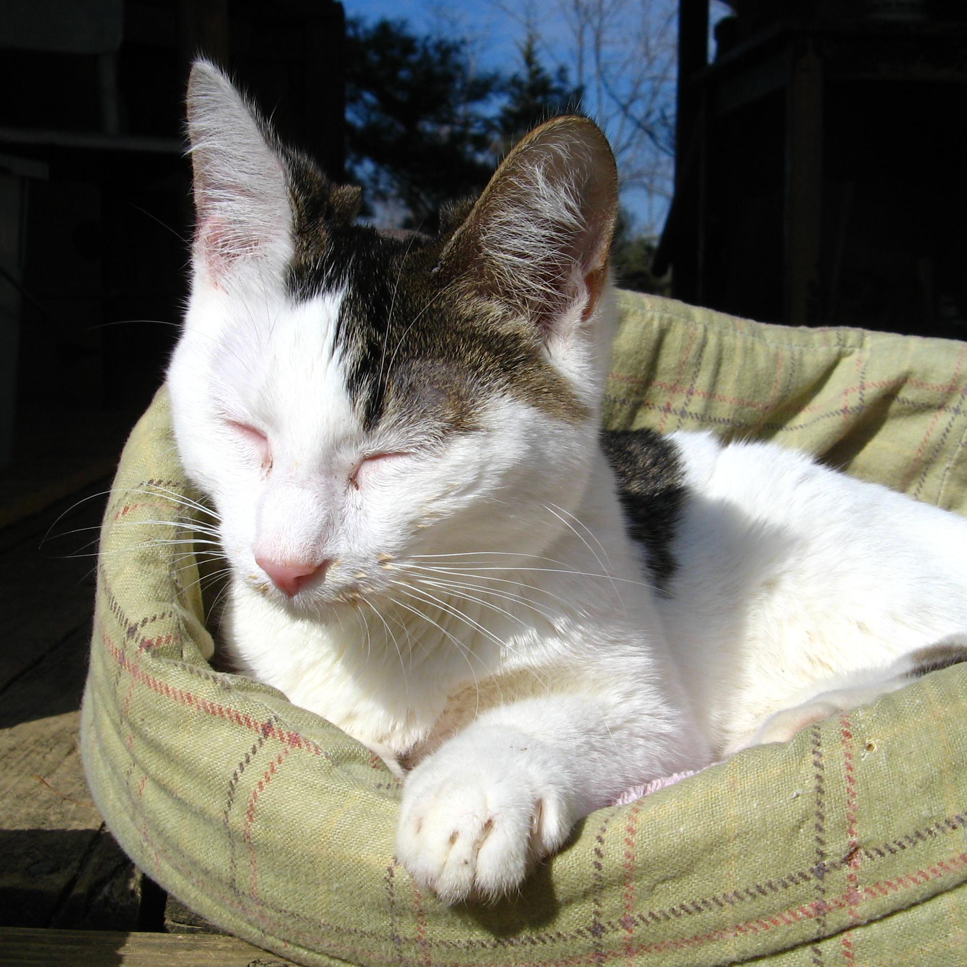 Foster based cat rescue organization