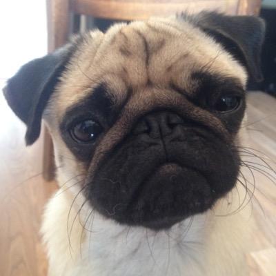 I'm a fun loving Pug with a large appetite! I love watching TV, playing with a tennis ball and going to the pub. I have a #CatSis and she is SOOO annoying!