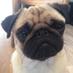 Pete the Pug (@pug_pete) Twitter profile photo