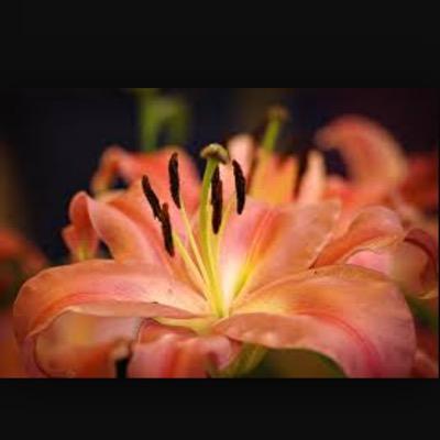 SamiraArena's profile picture. ✌️Hi Wilkommen auf meiner tollen wetti-seite jeden Tag neue wettis viel Spass und Glück!!