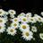Carosdaydream's profile image