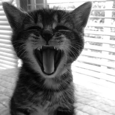 meowrules Profile Picture