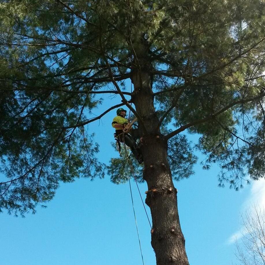 New Hites Tree Company is owned and operated by Spencer Hite. He has close to 20 years of experience in tree work.