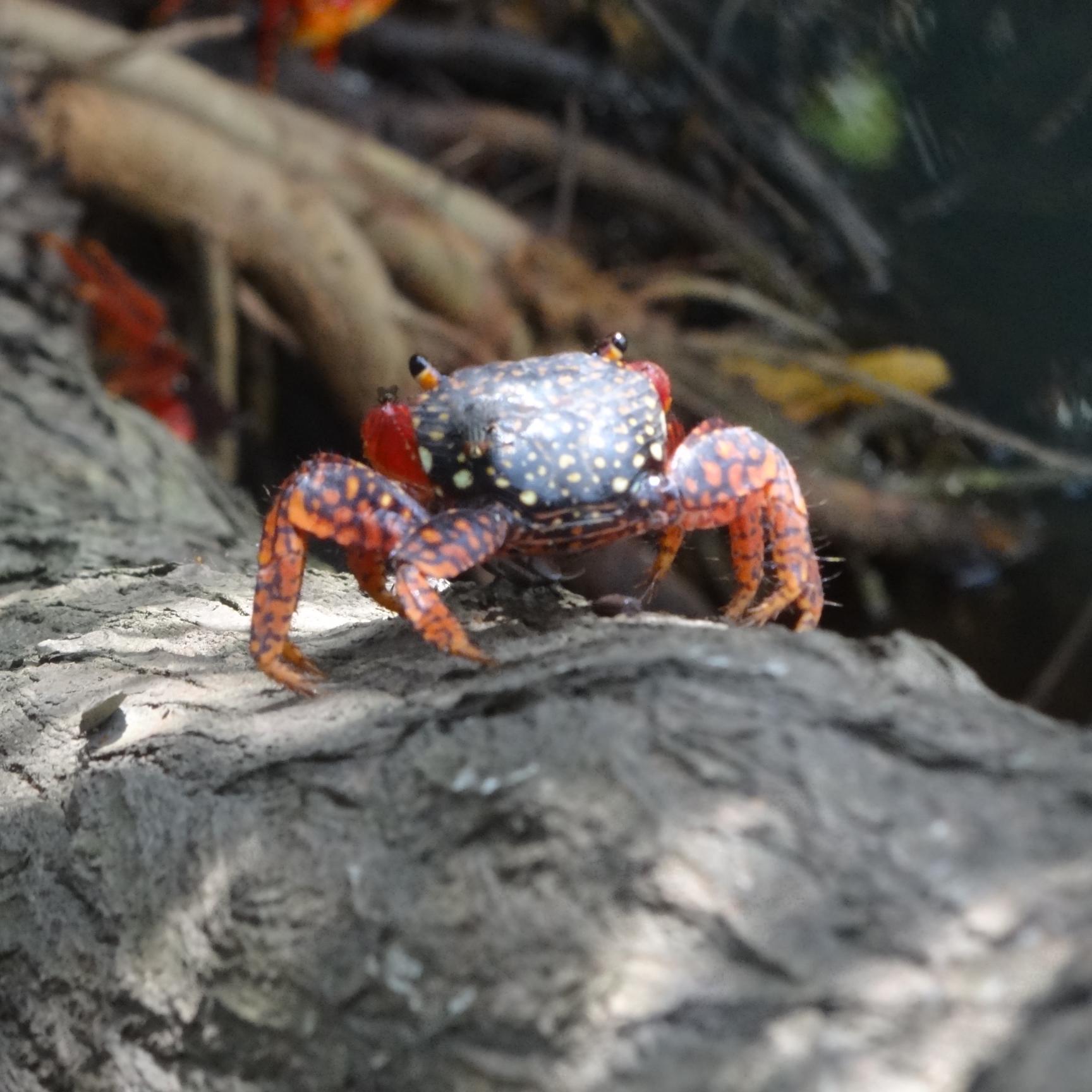 BrownGraphix's profile picture. 