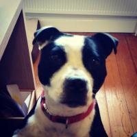 Poppy the Staffy(@poppy_staffy) 's Twitter Profile Photo