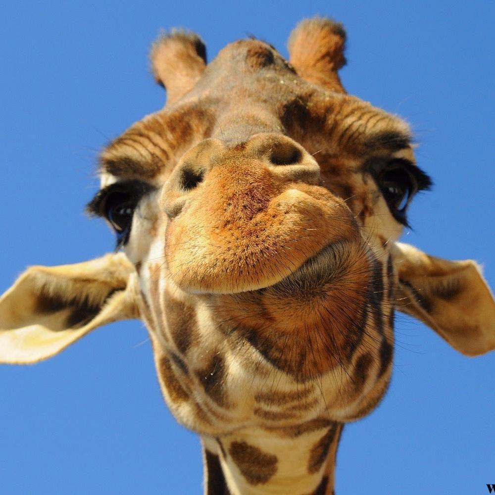 I like to eat stuff that other giraffe's eat.