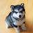 sandi's Twitter (X) avatar