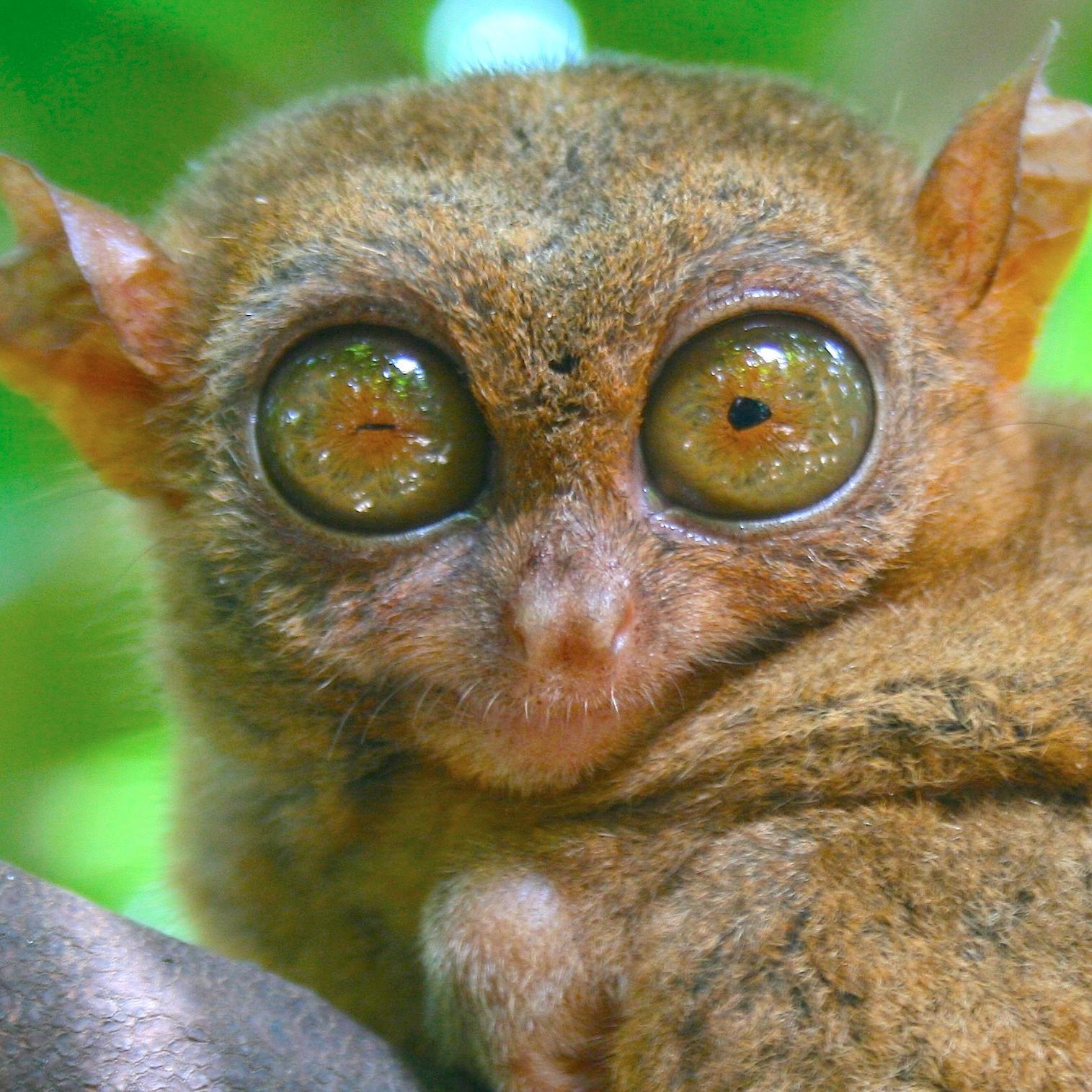 MisterTarsier's profile picture. Following and tweeting everything animals
