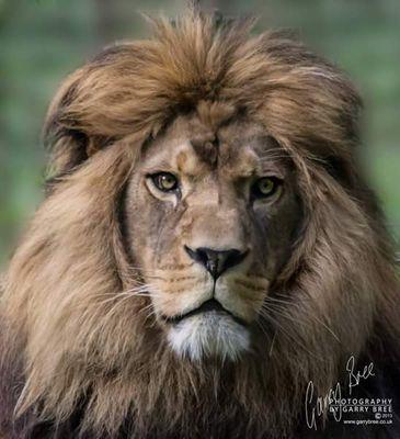 cerulo85's profile picture. the special one