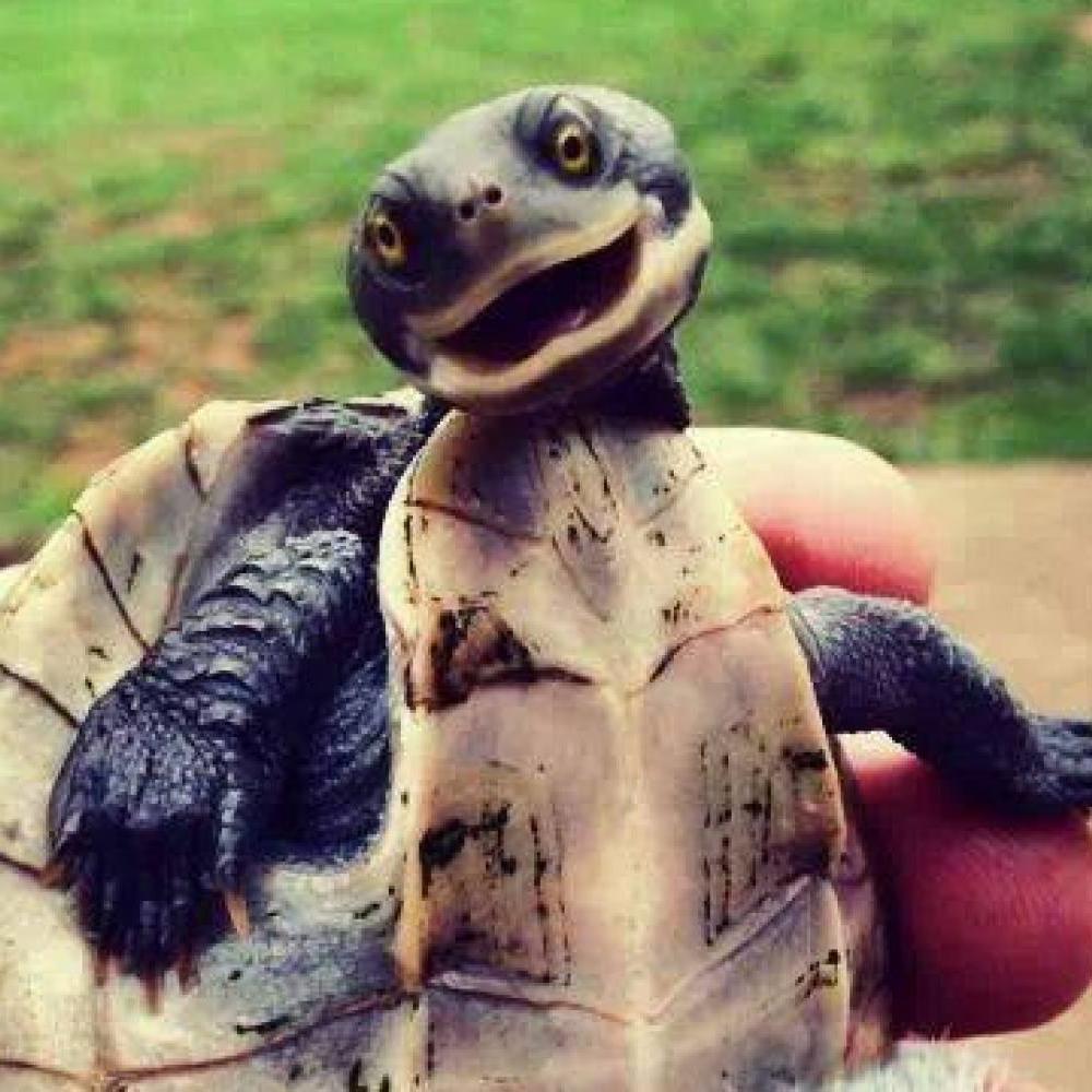 I am the turtle that makes people laugh.