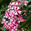 Lyn Phillips - @Amberhvo15 - Twitter