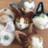 ねこちずやさんのプロフィール画像