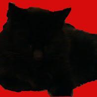 DON'T BE FOOLED BY MY SLEEK BLACK FUR AND OBVIOUS GOOD LOOKS - I HAVE A MOUTH LIKE A FUCKING SEWER! YOU HAVE BEEN WARNED!