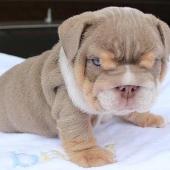 Profile Picture of Kent Bulldogs (@bob_plowman) on Twitter