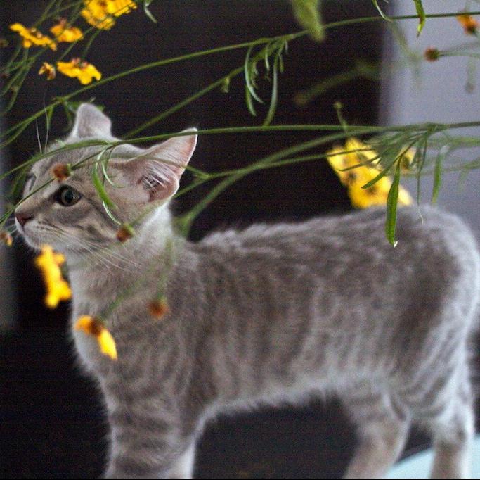 ADsAlley's profile picture. 