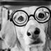 Carroucho (@carroucho) Twitter profile photo Carroucho (@carroucho) Twitter profile photo