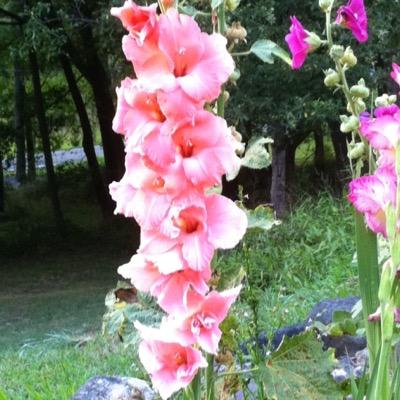 EileenGagliano's profile picture. 