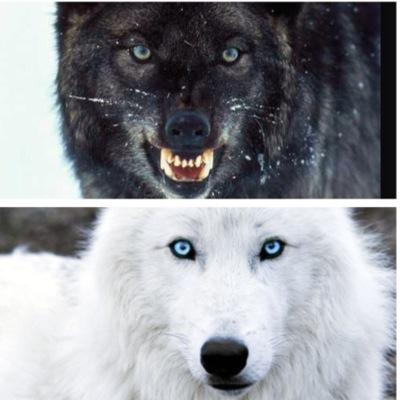 Danger: Leader of the Midnightpack| Mate: @Sunnythewolfpup (Molly)| 4 Pups |Sky: Beta, Beautiful| Mate: @NobodyKavon. Mother of 4|