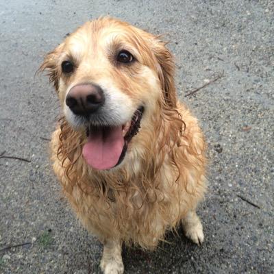 Senior golfer trying to get to scratch. #goldens #landlord