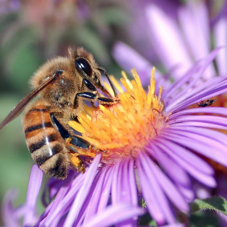 Our goal at The Honey Bee Sanctuary Project is to create a biodynamic honey bee sanctuary that protect honey bee's and the future of our food supply!
