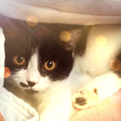 nekoshouさんのプロフィール画像