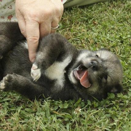 Pet Lovers Corner is a website devoted to our pets, especially our dogs and cats. We offer a variety of wonderful products to keep your pet happy and healthy.