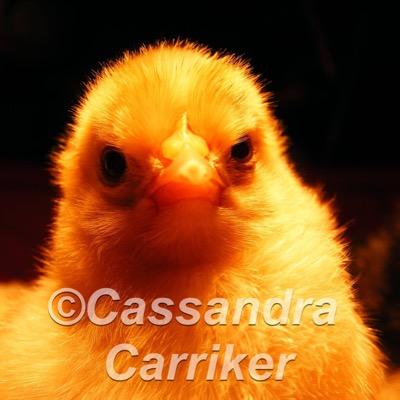 ChickenMath's profile picture. I have a beautiful 9 year old daughter wonderful fiancé. They are both amazing and put up with my chickens! We have a horse, 2 dogs, 2 barn cats and chickens.