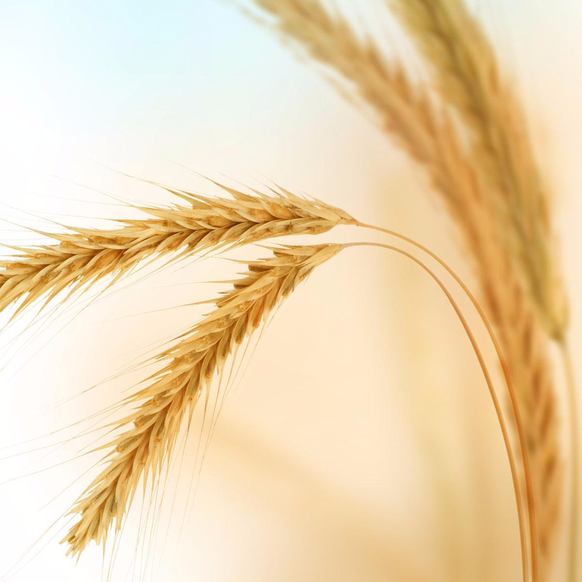 Dory_Thompson68's profile picture. Latest agriculture and farming news.