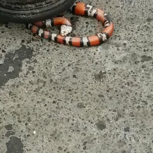 Jaxcruzs's profile picture. 