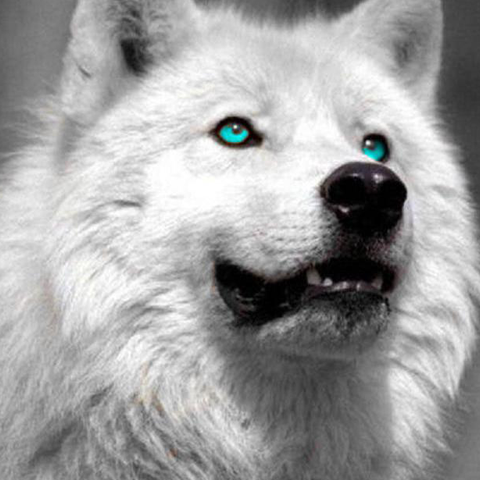 serigala putih (@serigalaputih51) | Twitter