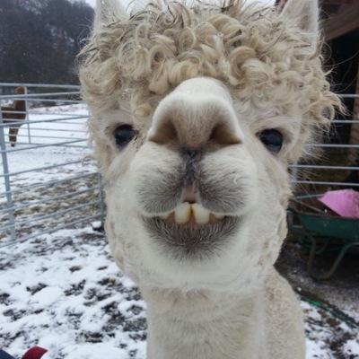 csidealpacas Profile Picture