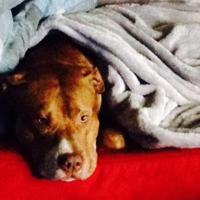 LokiLicksALot's profile picture. I'm a Red Nose Pitbull mix with a sensitive side. Van Island born, I love to swim the waters of my beautiful home. Full-time CES (Certified Ear Sniffer)