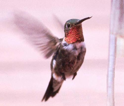 theserenespirit's profile picture. Spiritual advisor for over 20 yrs. I enjoy life and meeting other genuine,open minded people.