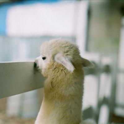 kwonjjing's profile picture. 