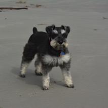Lily is an amazing miniature schnauzer & GME Survivor from San Francisco, Lily shares her adventures with her friends in the ebook series The Adventures of Lily