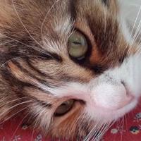 Zeynep Irgat (@zirgatponik) Twitter profile photo