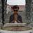 nielsirait's profile image