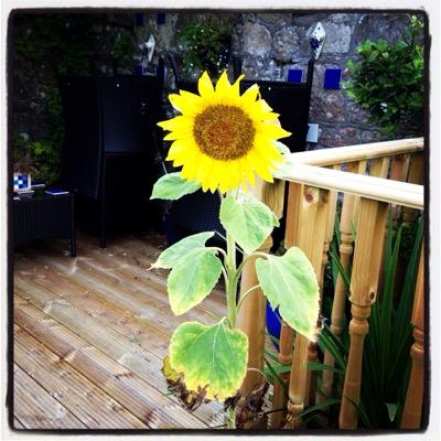 Ayrshire_Veggie's profile picture. I'm a veggie looking for the best vegetarian/vegan choices in Ayrshire.