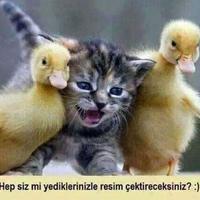 HARIKEYN (@deli_dolu_del) 's Twitter Profile Photo HARIKEYN (@deli_dolu_del) 's Twitter Profile Photo