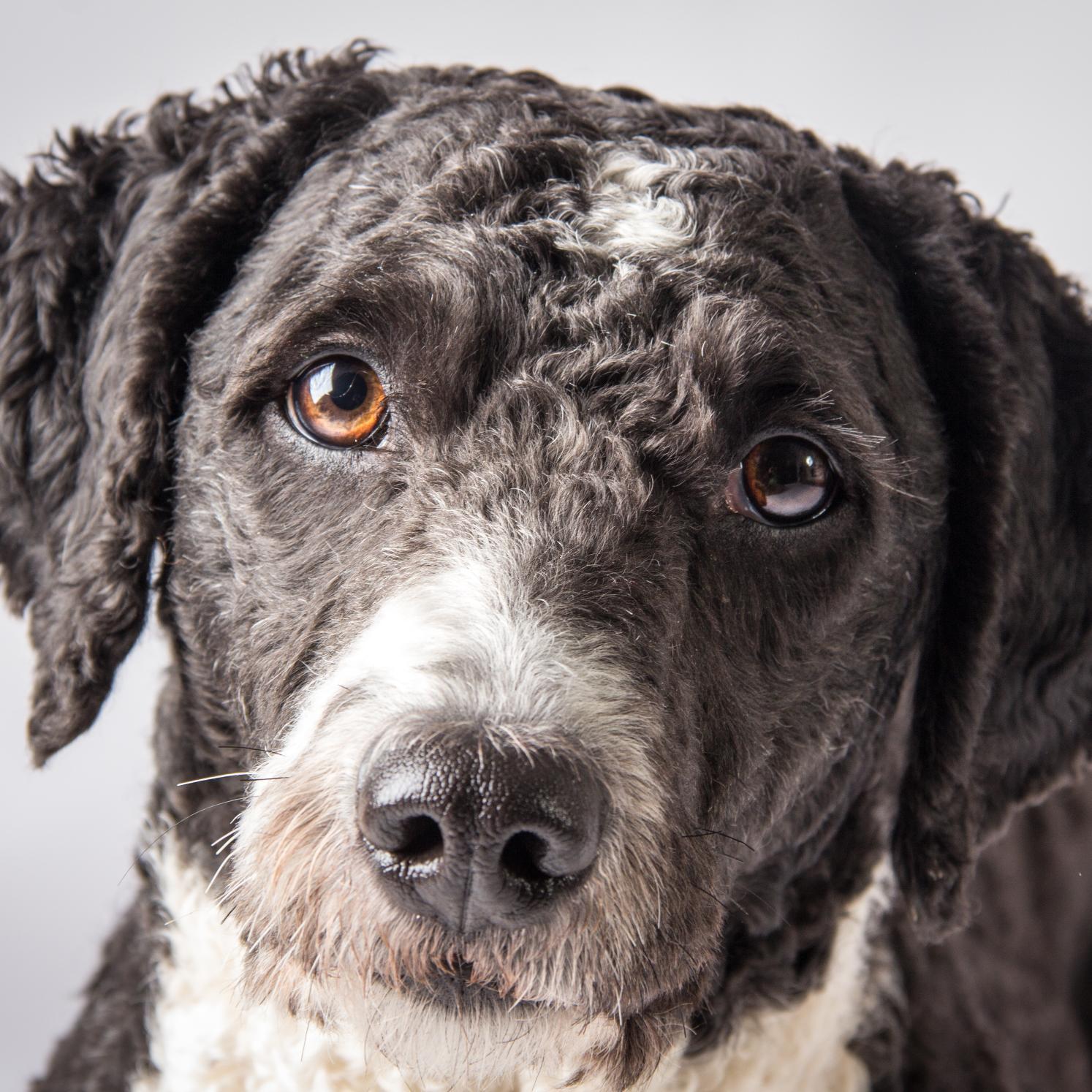 Dog photographer based in Northern Ireland