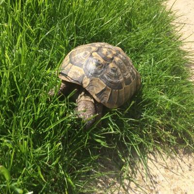 boringtortoise1's profile picture. #ISleepWhenIWant