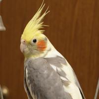 岡本勇太・インコのびのび〜野生のオカメインコ・セキセイインコ (@conpiy) 's Twitter Profile