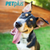 PetPlus (@PetPlusPlan) Twitter profile photo