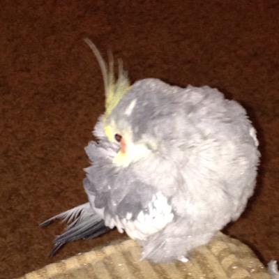 SuzanneE's profile picture. What do I love? Running, eating (I can do this because I run), traveling, hanging out on my back patio, outdoor cinema, live music, @TheVoice & Big Bang Theory.