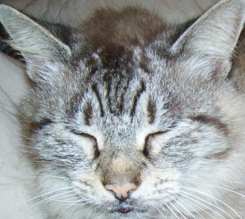 Skittles_A_Cat's profile picture. lovingly cared for...most of the time...by @j_dext